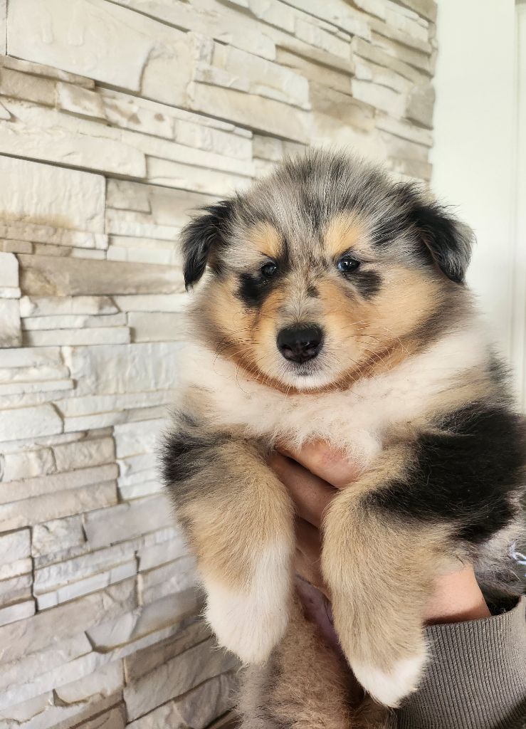 Son Altesse Royale - Chiots disponibles - Colley à poil long