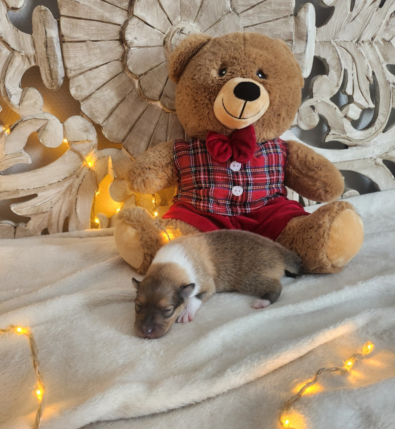 Son Altesse Royale - Chiots disponibles - Colley à poil long