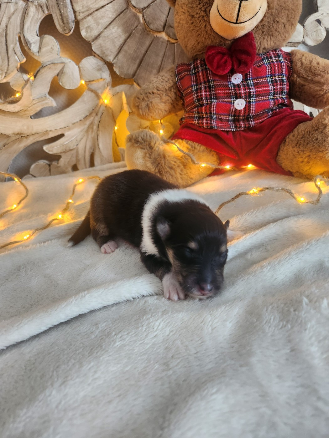 Son Altesse Royale - Chiots disponibles - Colley à poil long