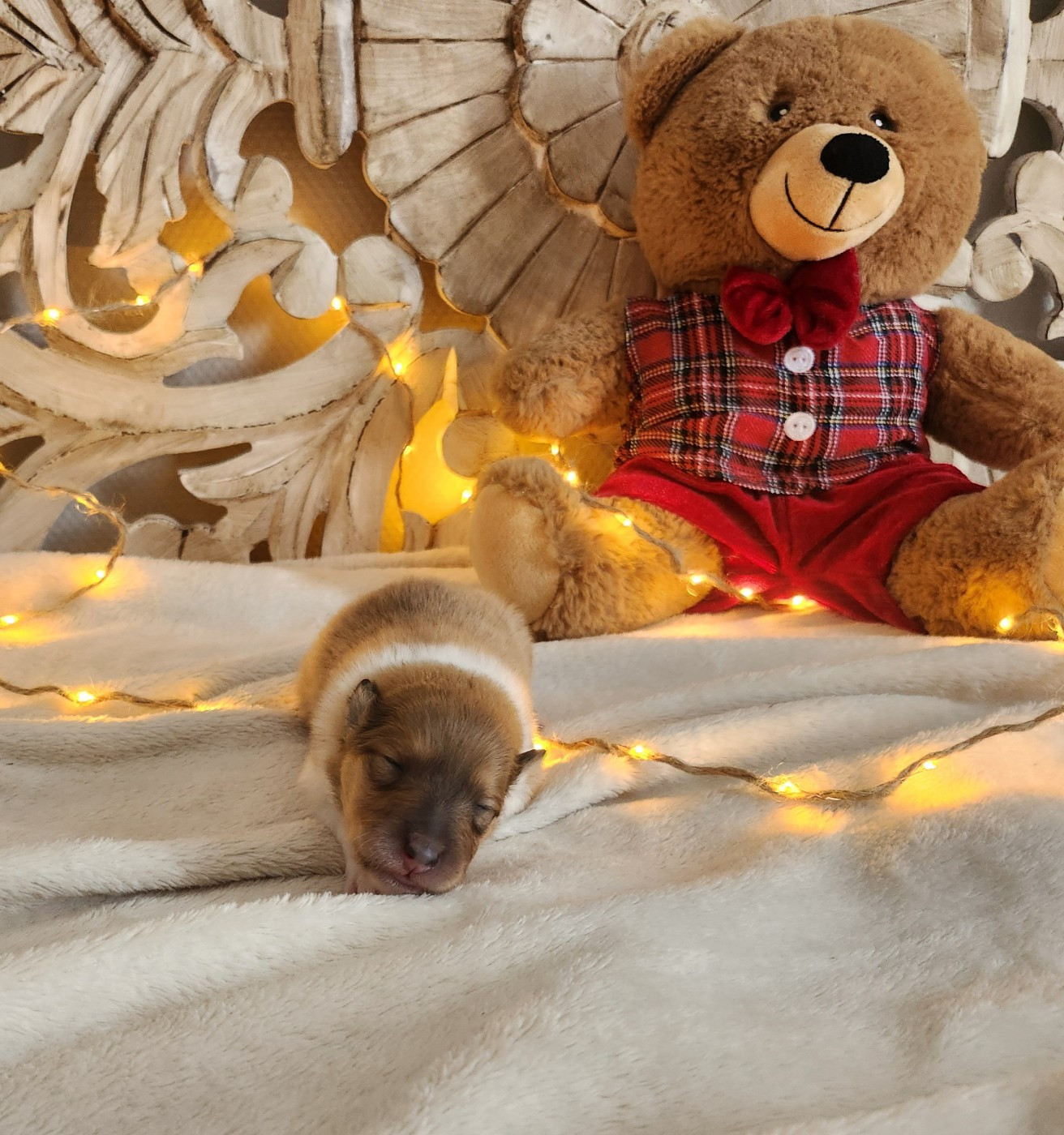 Son Altesse Royale - Chiots disponibles - Colley à poil long