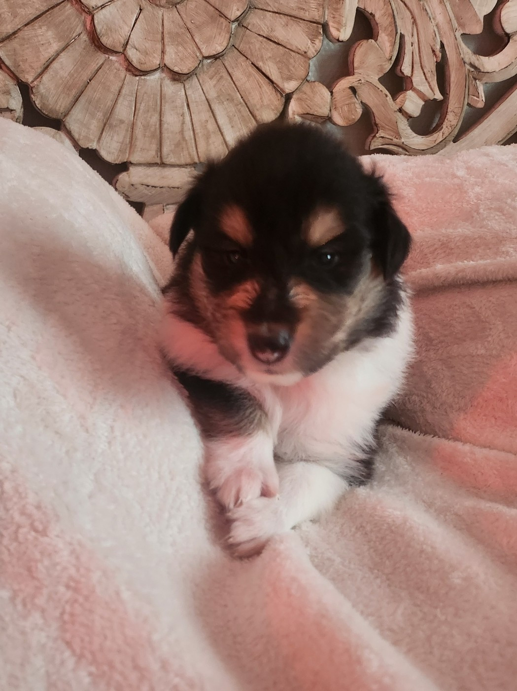 Son Altesse Royale - Chiots disponibles - Colley à poil long