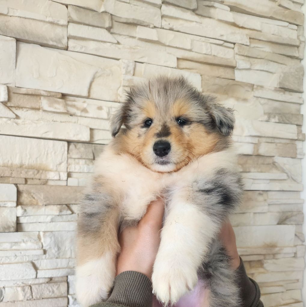 Son Altesse Royale - Chiots disponibles - Colley à poil long