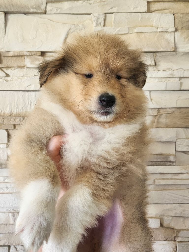 Son Altesse Royale - Chiots disponibles - Colley à poil long