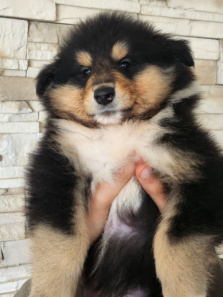 Son Altesse Royale - Chiots disponibles - Colley à poil long