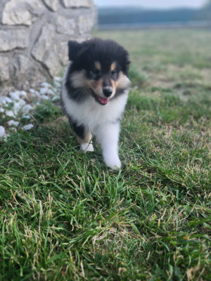 Belle