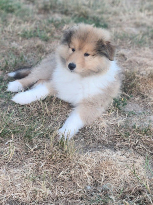 Balto