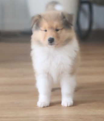 Bella