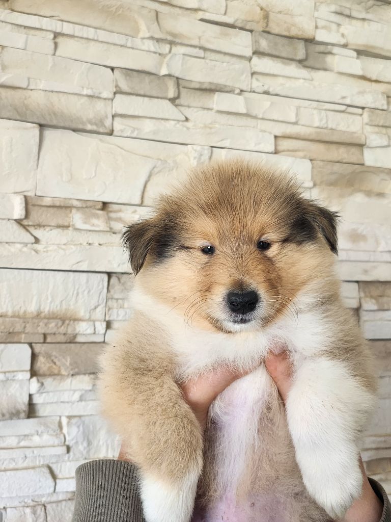 Son Altesse Royale - Chiots disponibles - Colley à poil long
