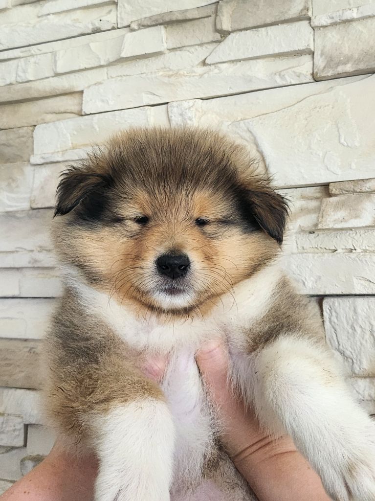Son Altesse Royale - Chiots disponibles - Colley à poil long