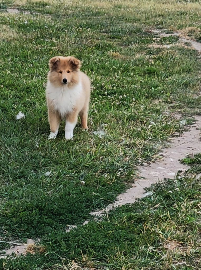Son Altesse Royale - Chiots disponibles - Colley à poil long